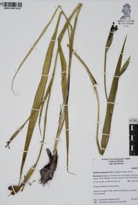 Tigridia vanhouttei image